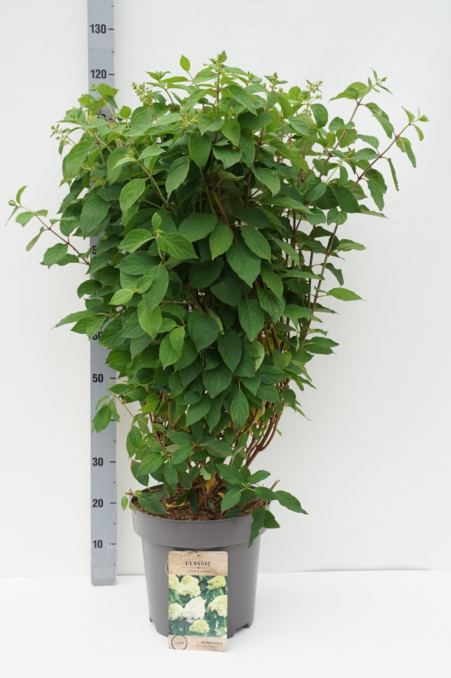 Hortensia pan. &