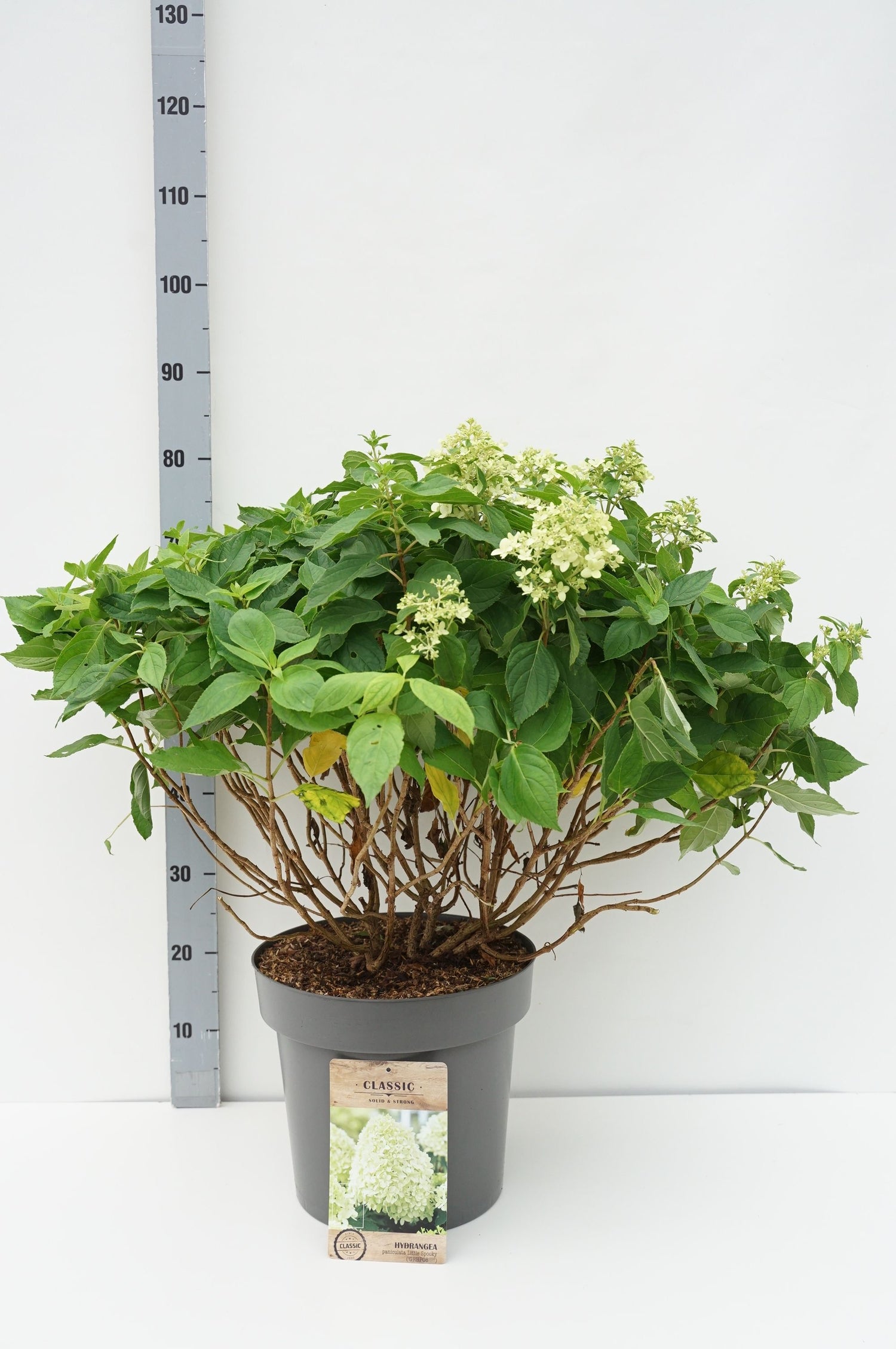 Hortensia pan. &