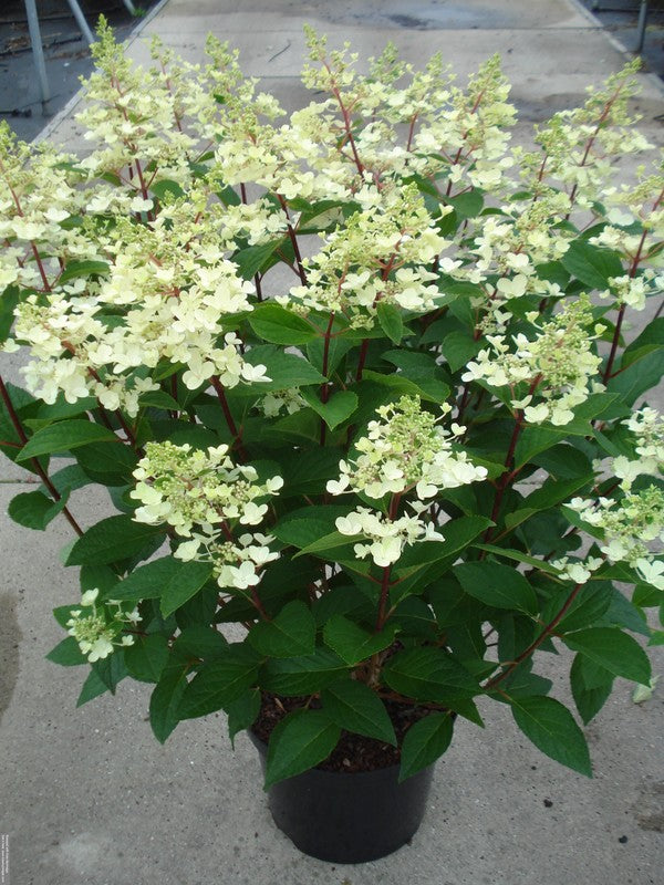 Hydrangea pan. &
