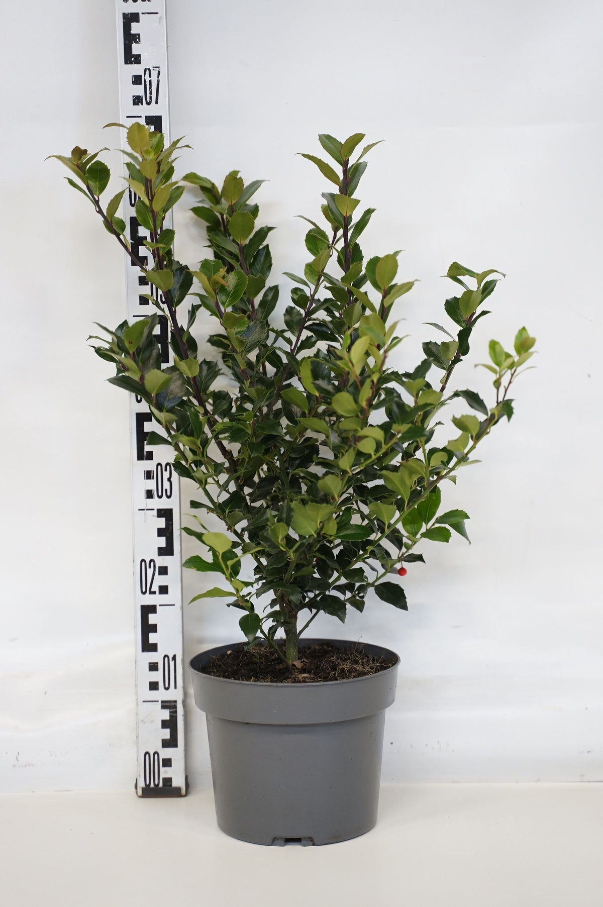 Ilex mes. &