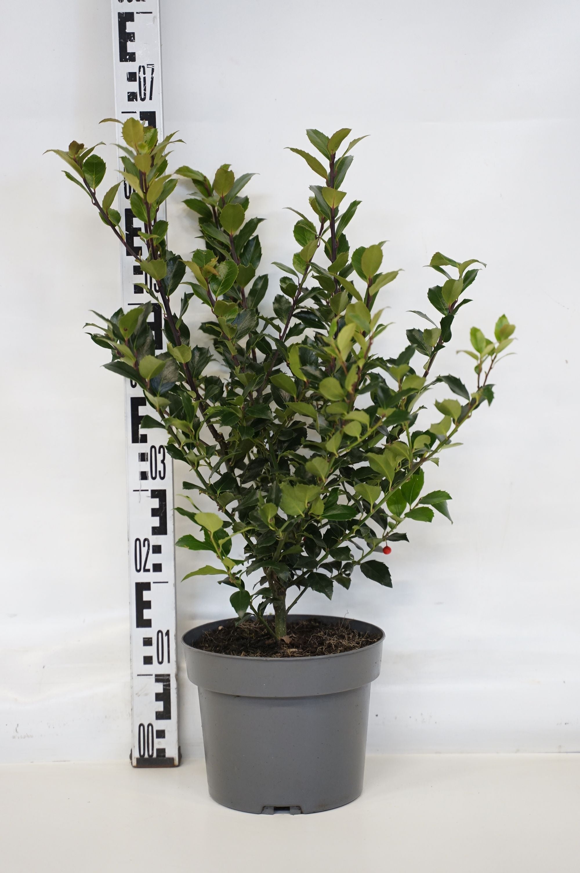 Ilex mes. &