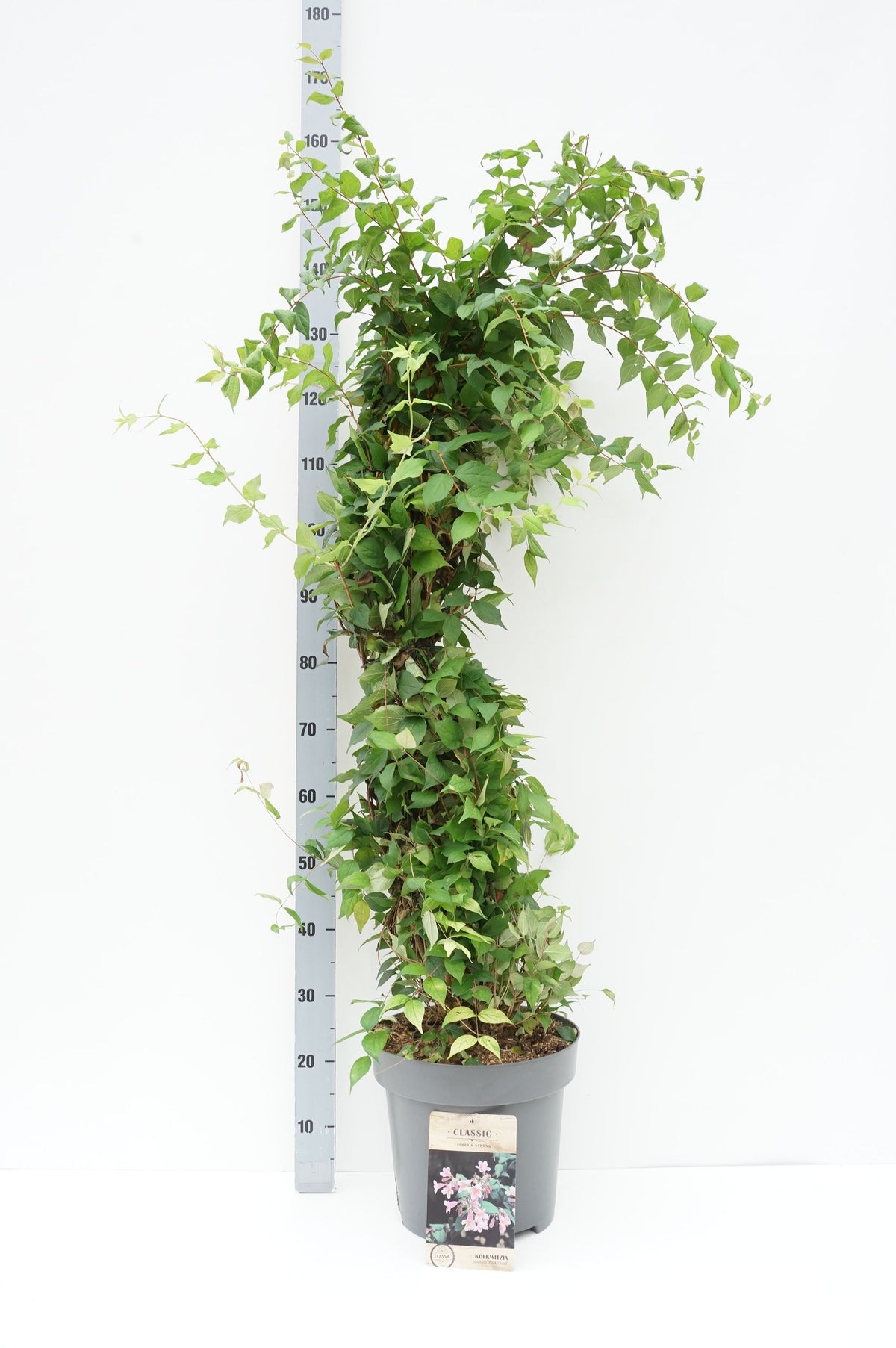 Kolkwitzia amabilis &