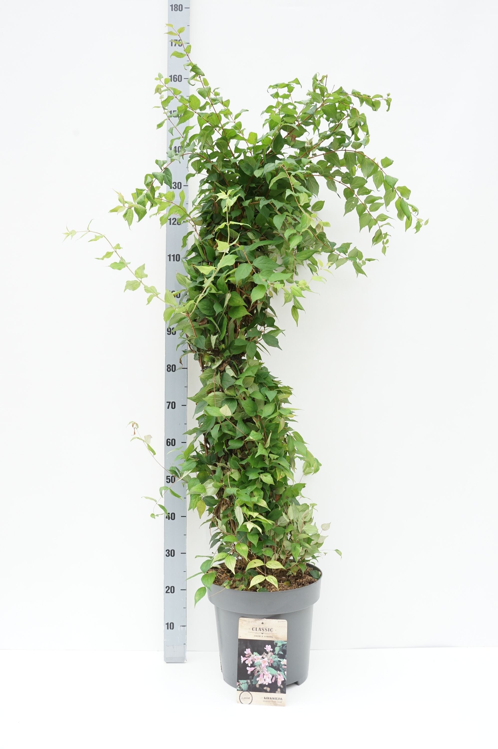 Kolkwitzia amabilis &