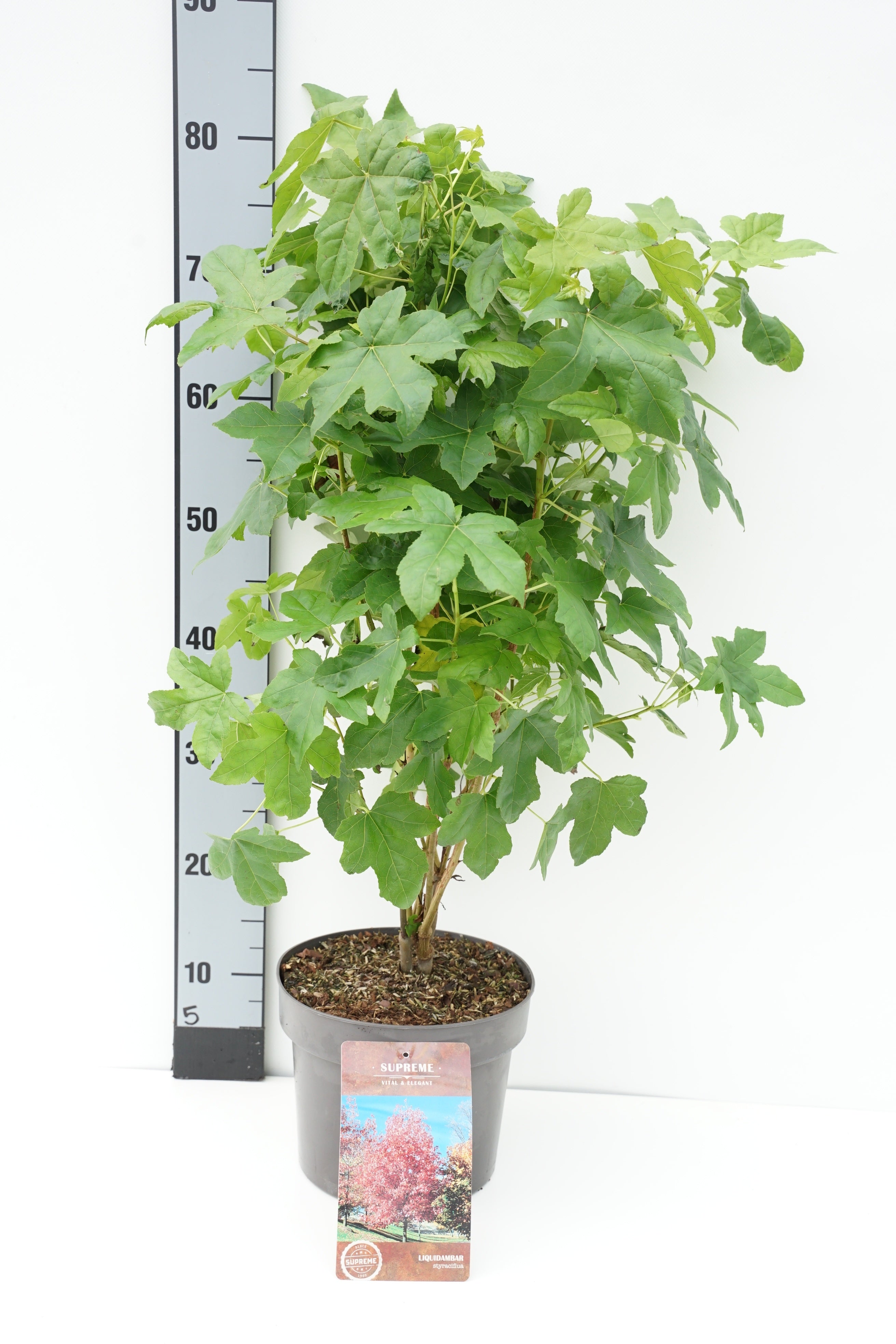 Amerikansk ambra styraciflua - C4/P21 40-60 CM
