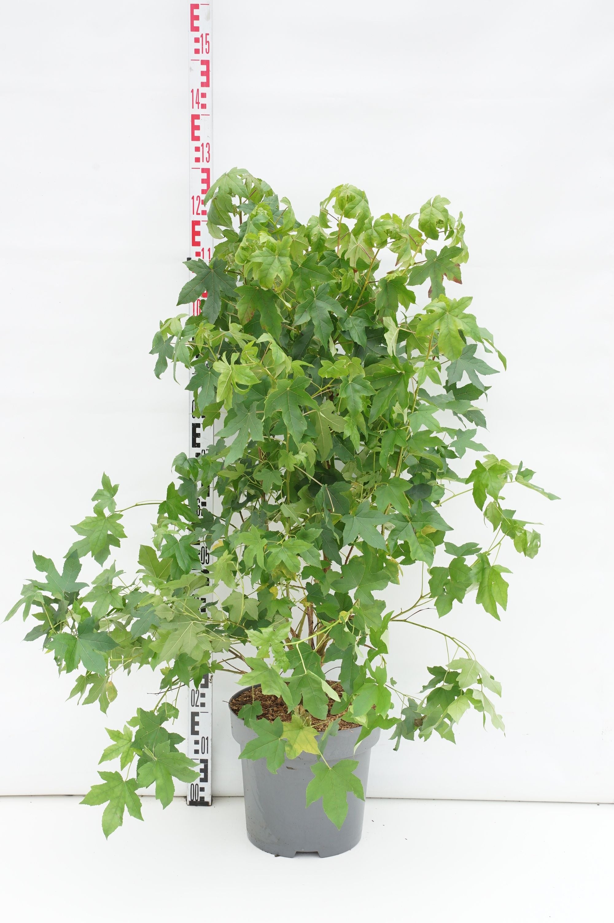 Amerikansk ambra styraciflua - C12 80-100 CM