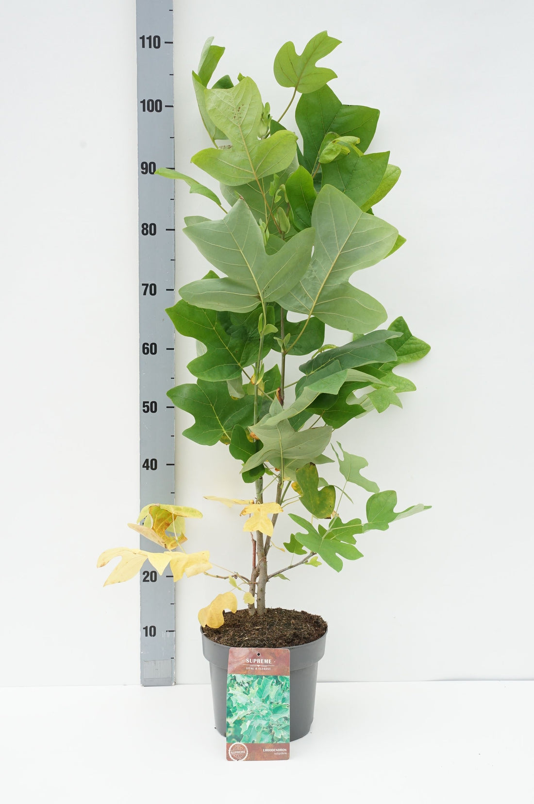 Liriodendron tulipifera 8-10 cm stamträd C20 (20 liters kruka)