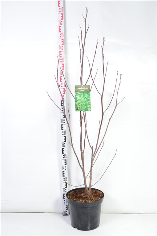 Tulpanträd tulipifera - C12 100-125 CM