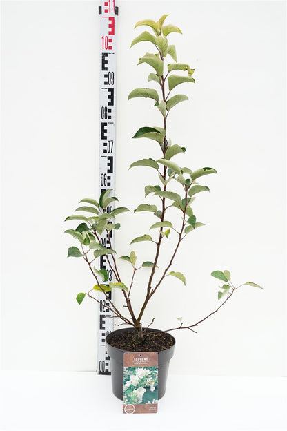 Malus &