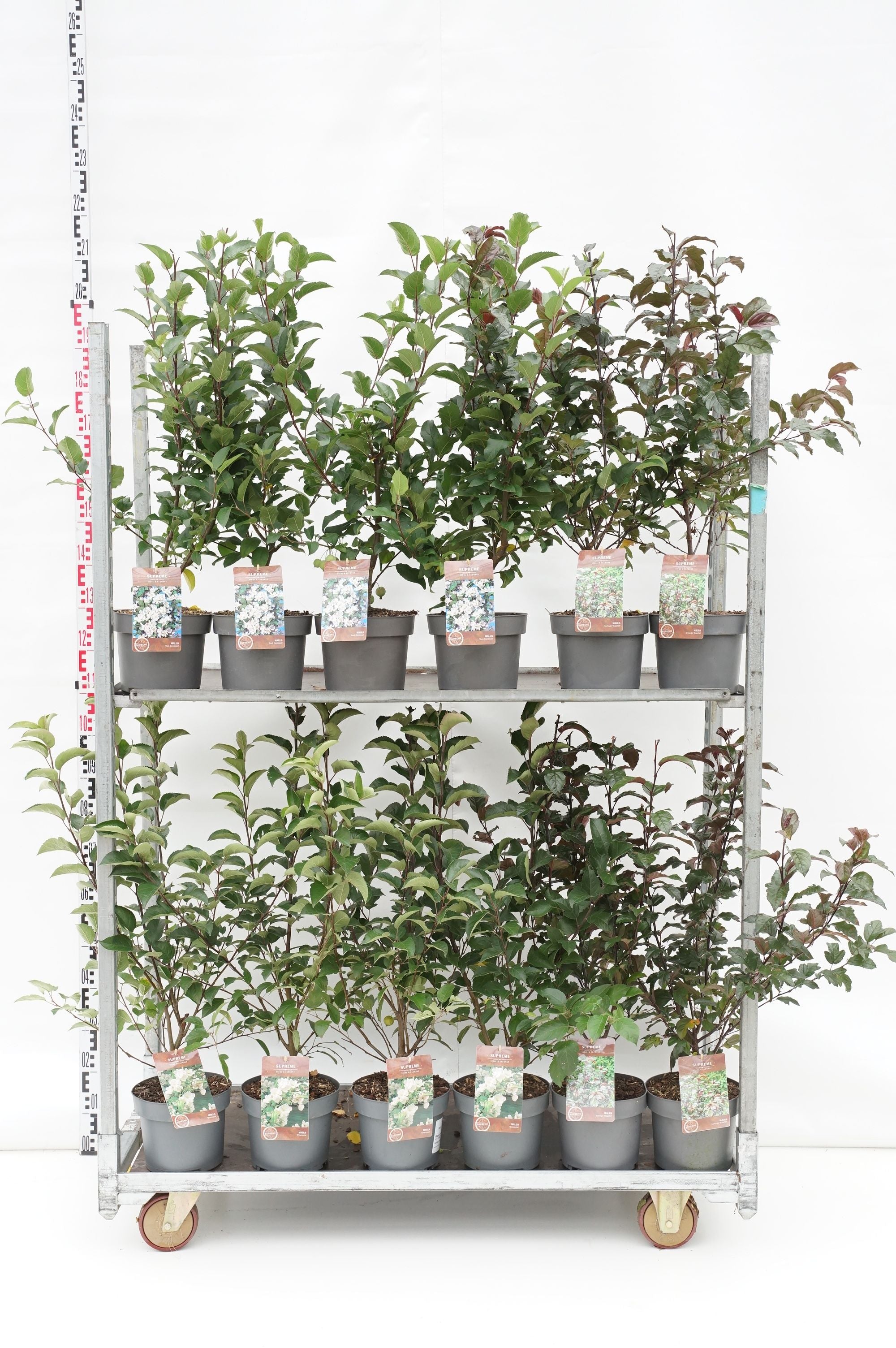 Äpple in cultivars - C4/P21 40-60 CM