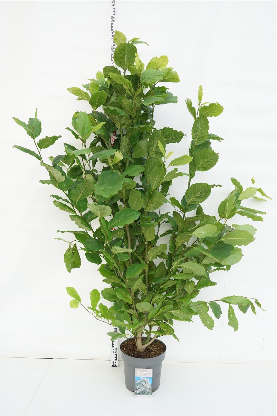 Magnolia kobus - C12 125-150 CM