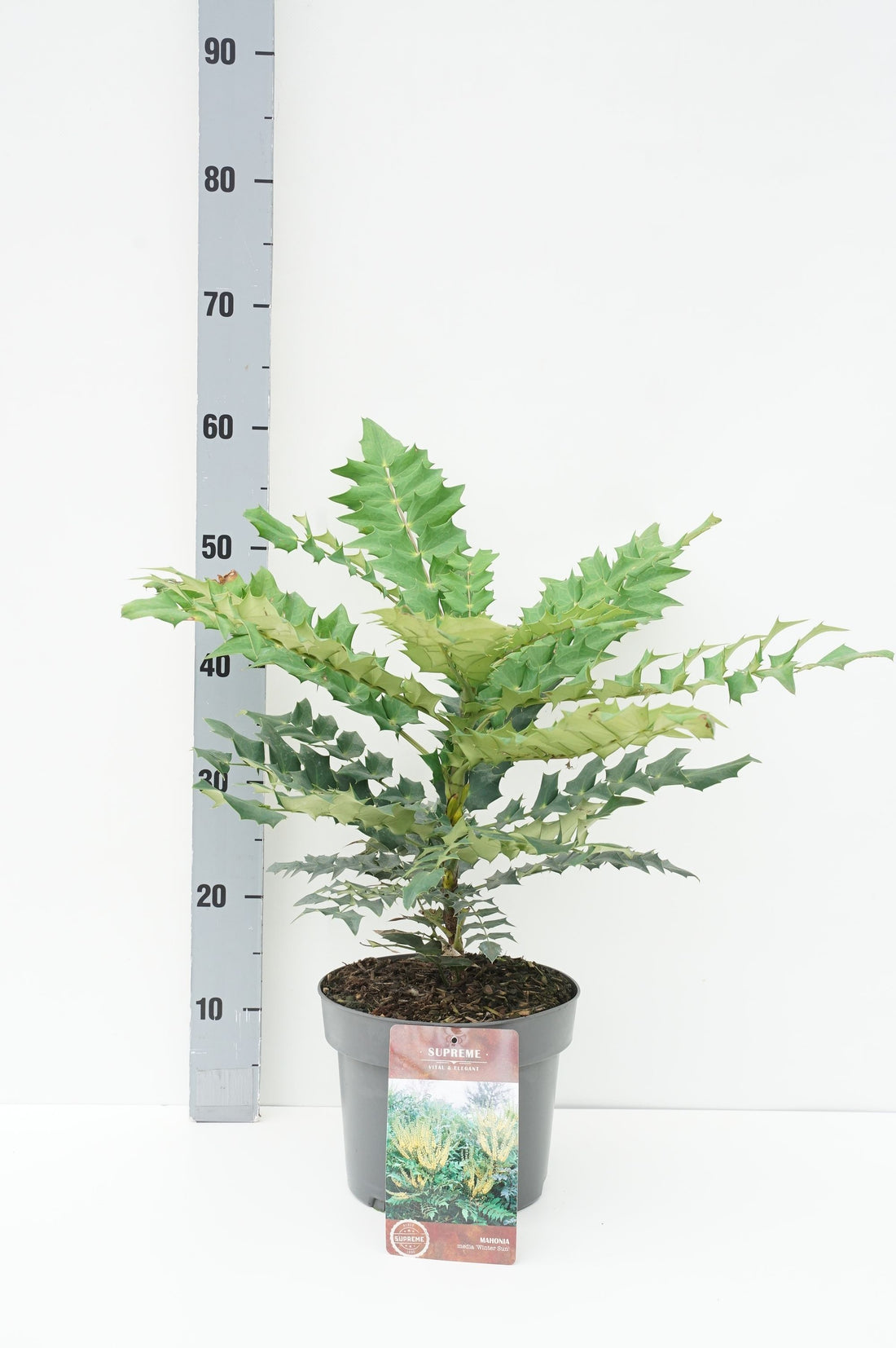 Mahonia media &