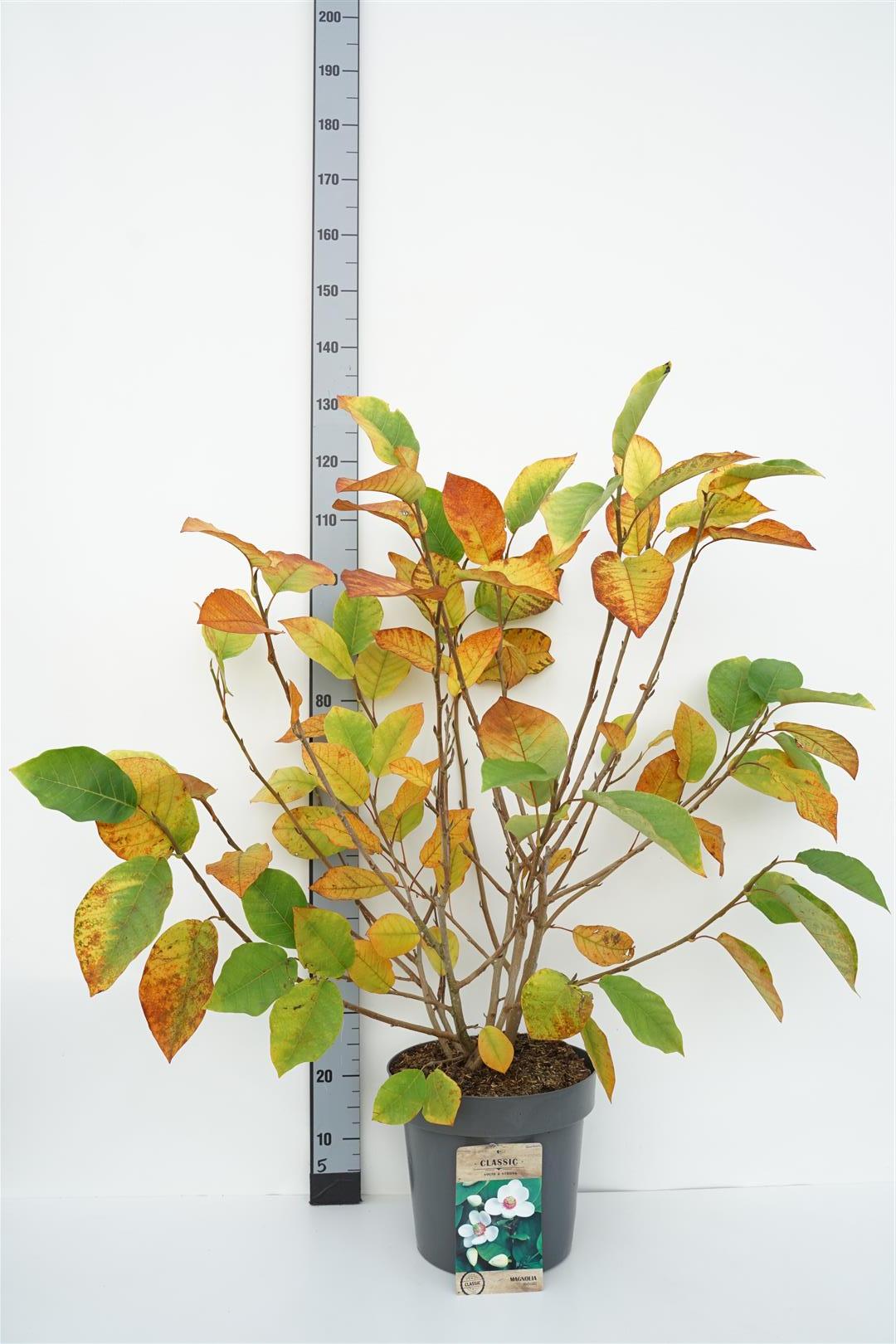 Magnolia sieboldii C5 (5 liters kruka) 25-30 cm