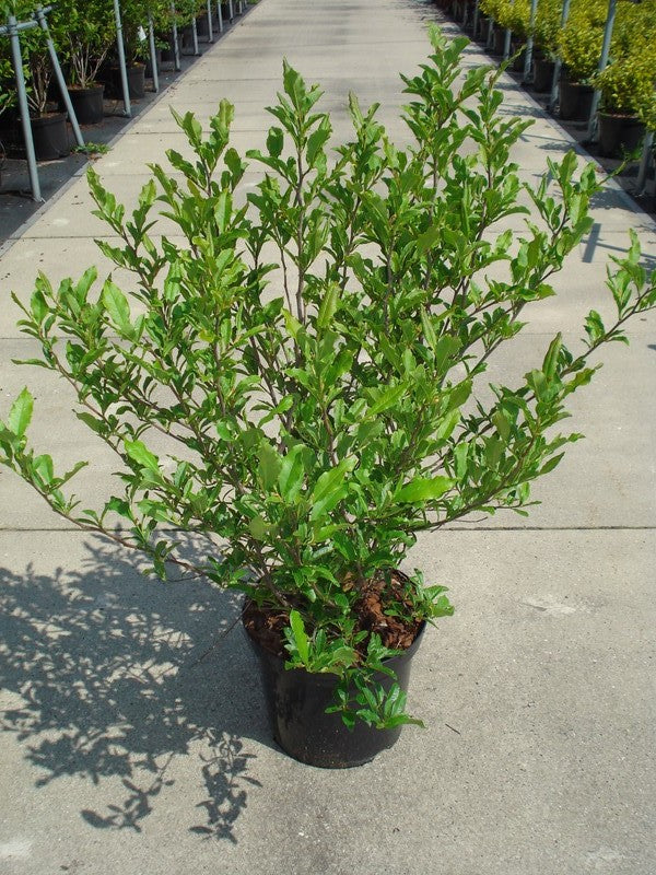 Magnolia stellata - C12 80-100 CM