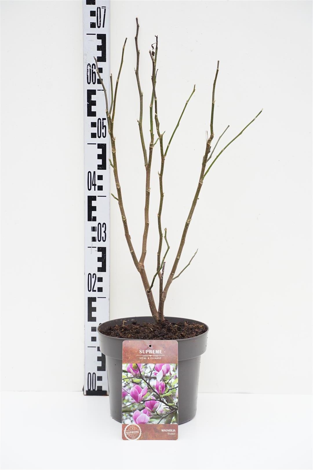 Magnolia &