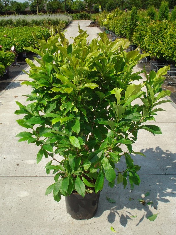 Magnolia &