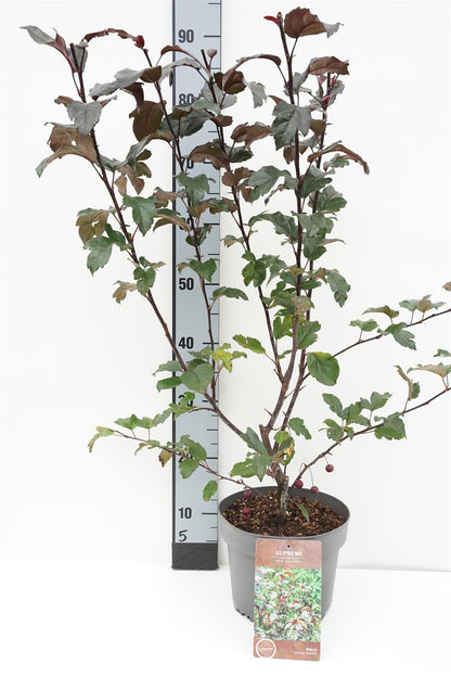 Malus toringo &