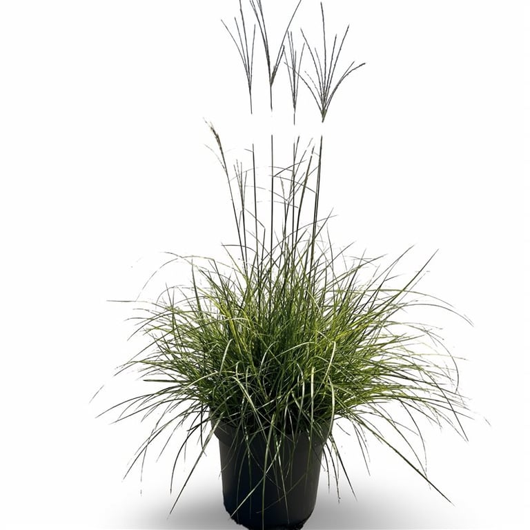 Miscanthus sin. &