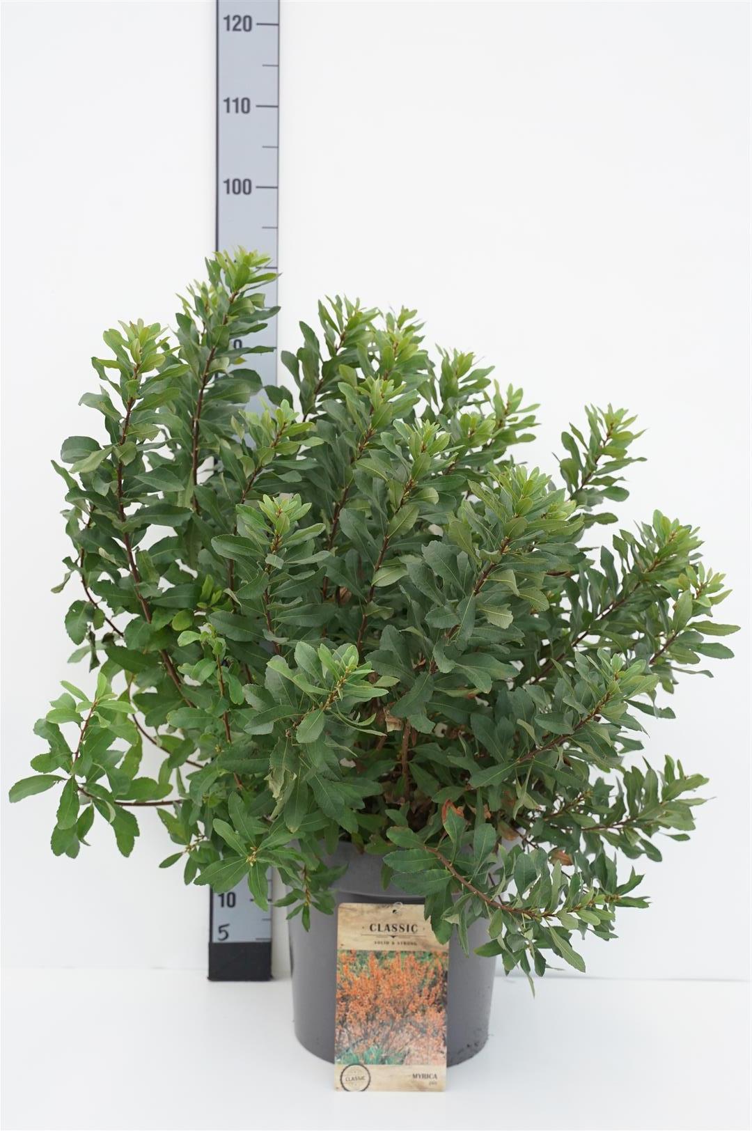Myrica gale 30-50 cm, 9 cm kruka