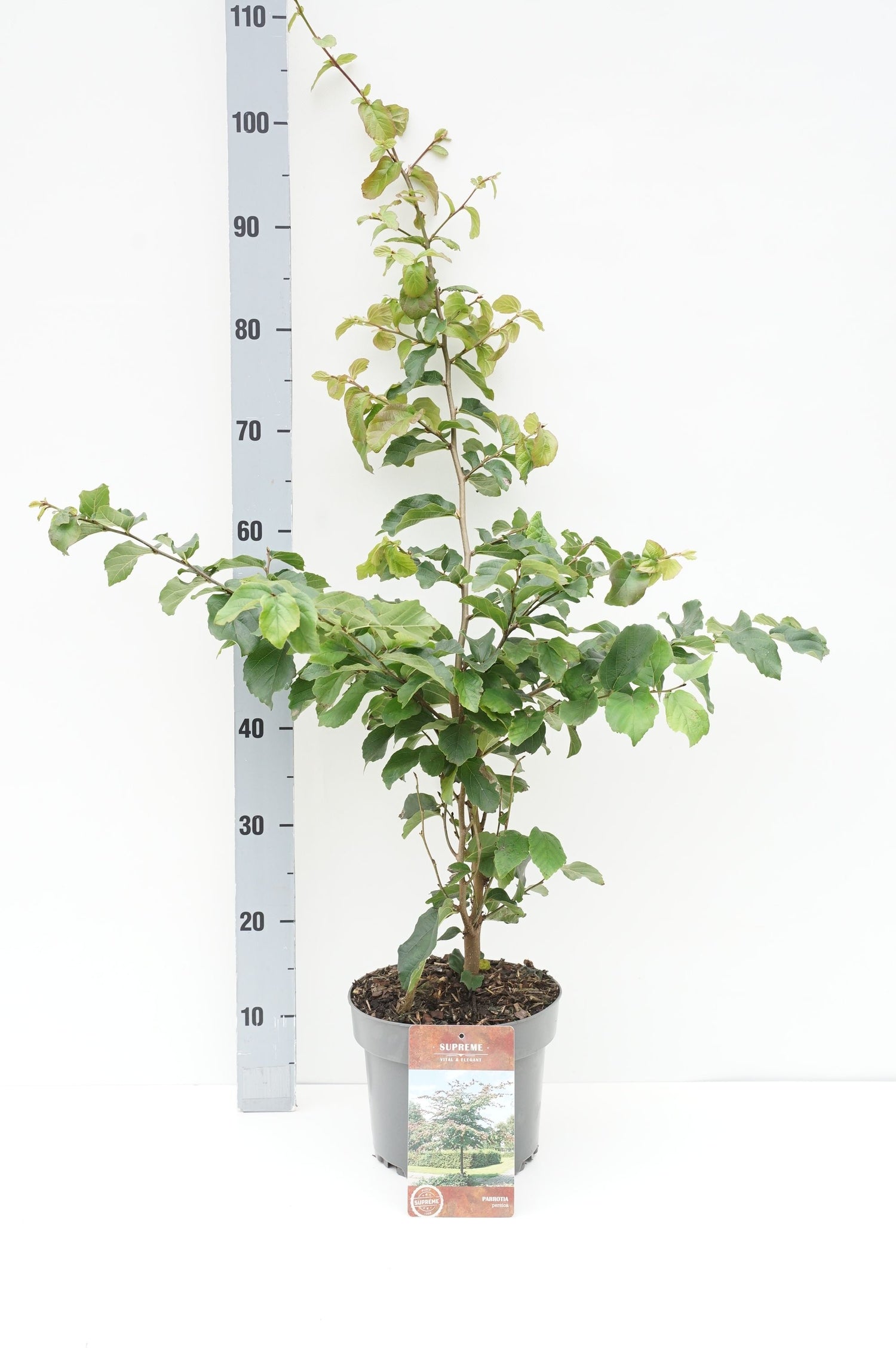 Persiskt järnträd persica - C4/P21 60-80 CM