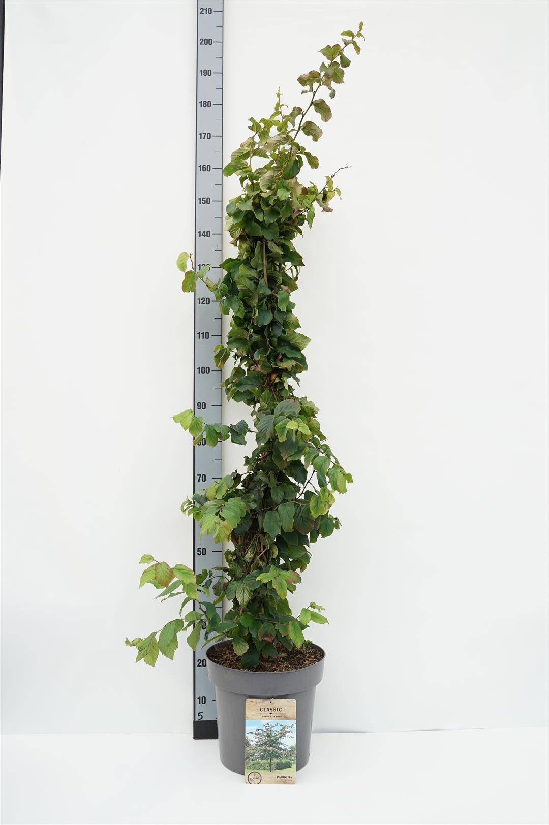 Parrotia persica C35 (35 liters kruka) 200-250 cm - 3-stammig