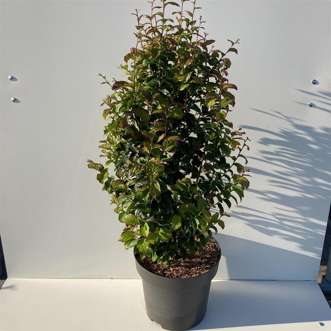 Persiskt järnträd persica &