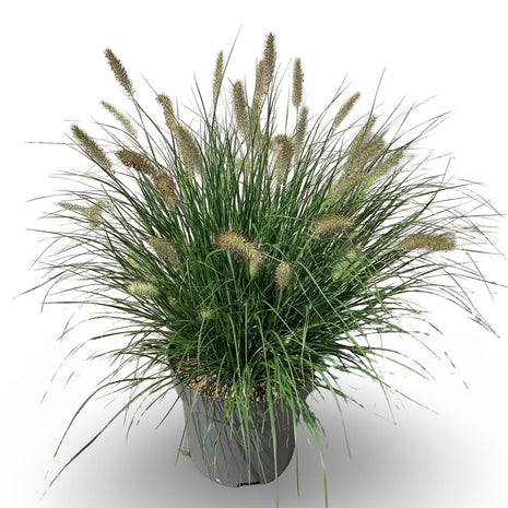 Pennisetum al. 'Hameln'