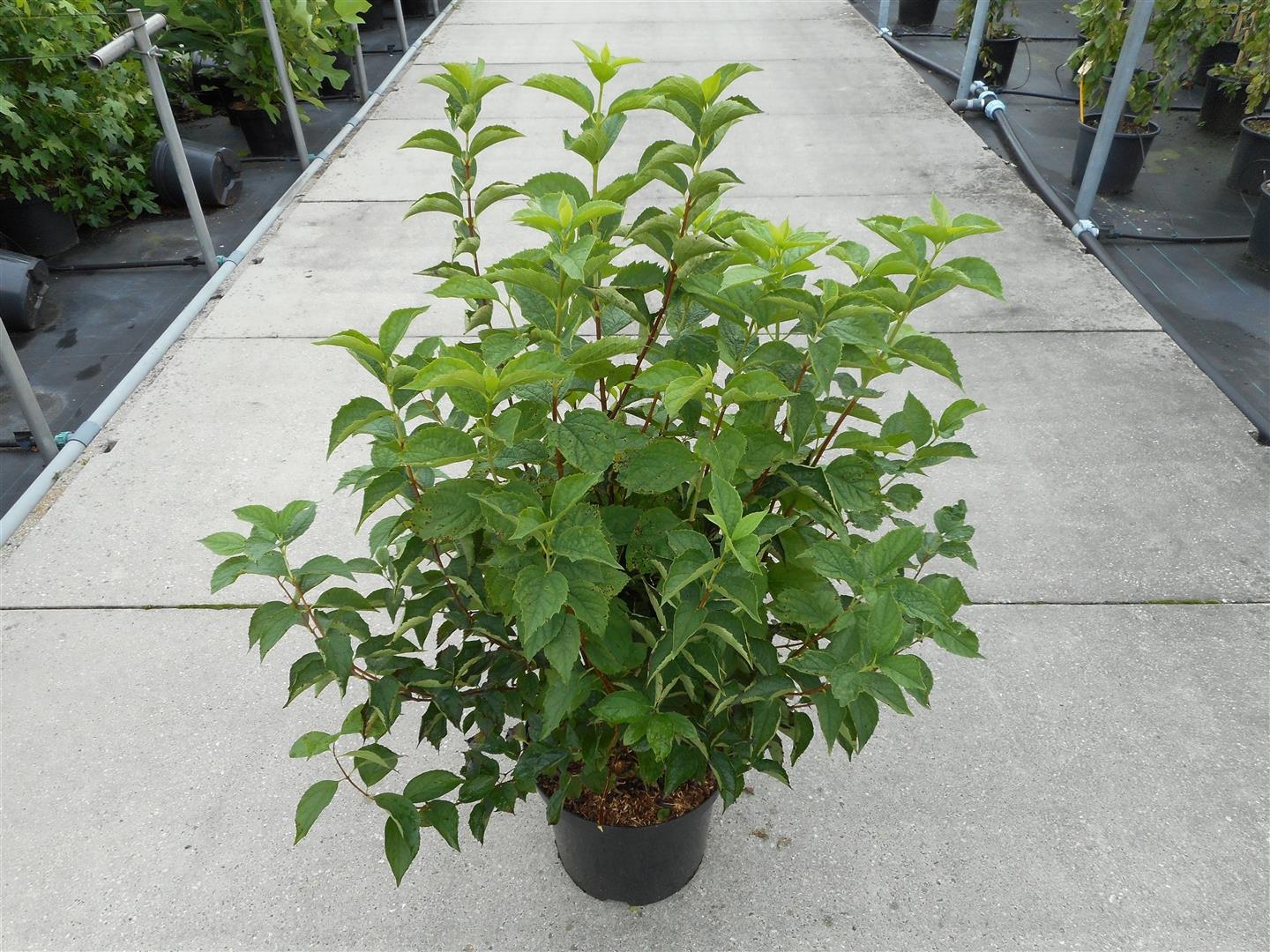 Schersmin coronarius - C12 80-100 CM