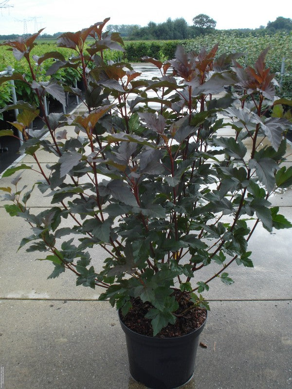 Smällspirea op. &