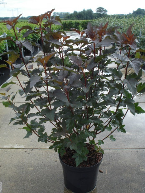 Physocarpus op. 'Diabolo'