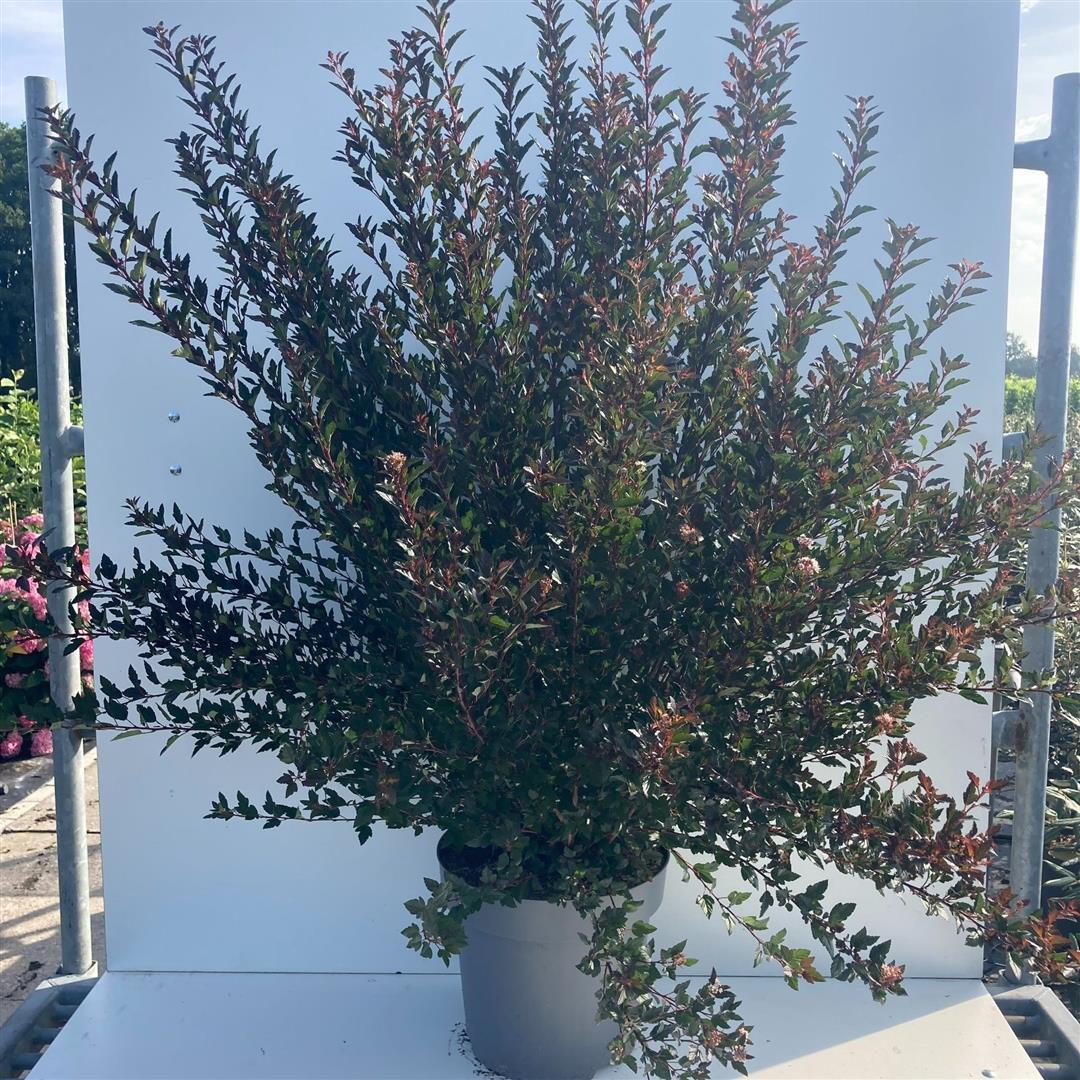 Smällspirea op. &