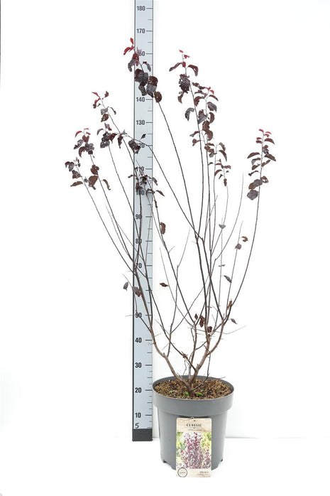 Prunus cer. 'Nigra'