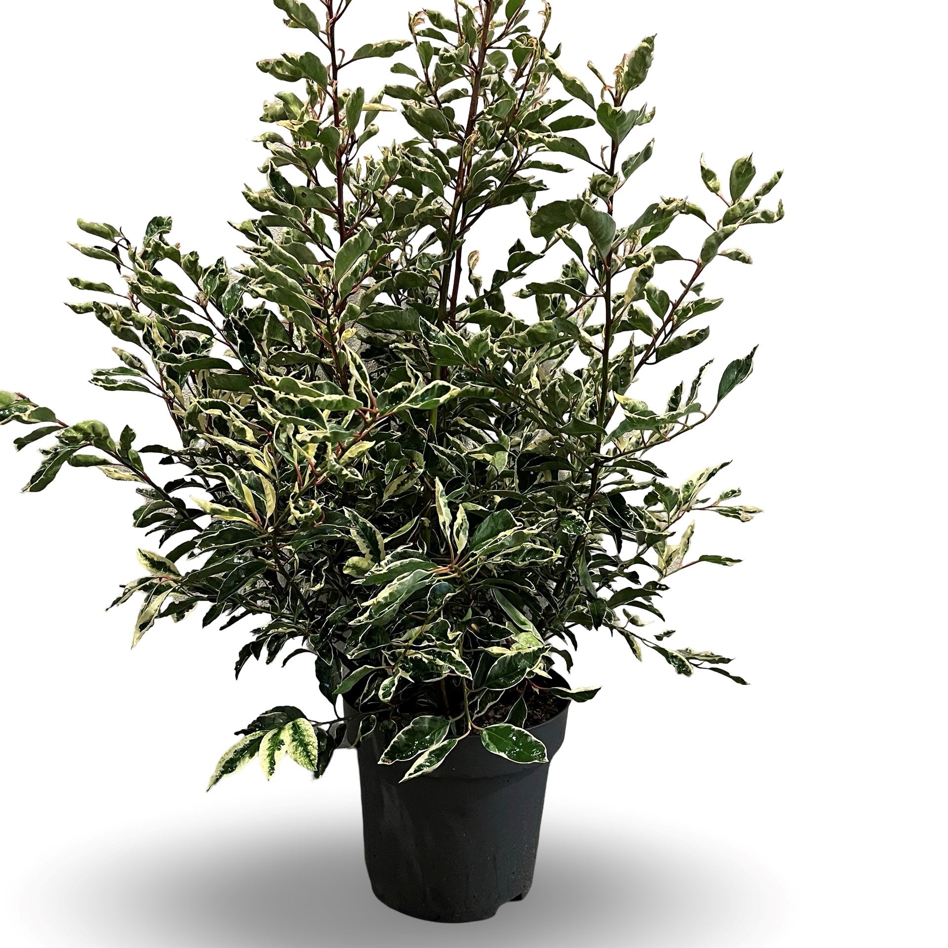Prunus lusitanica &