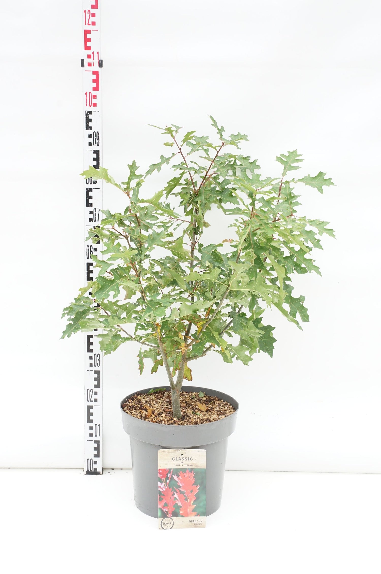 Quercus palustris 12-14 cm, C45 (45 liters kruka)