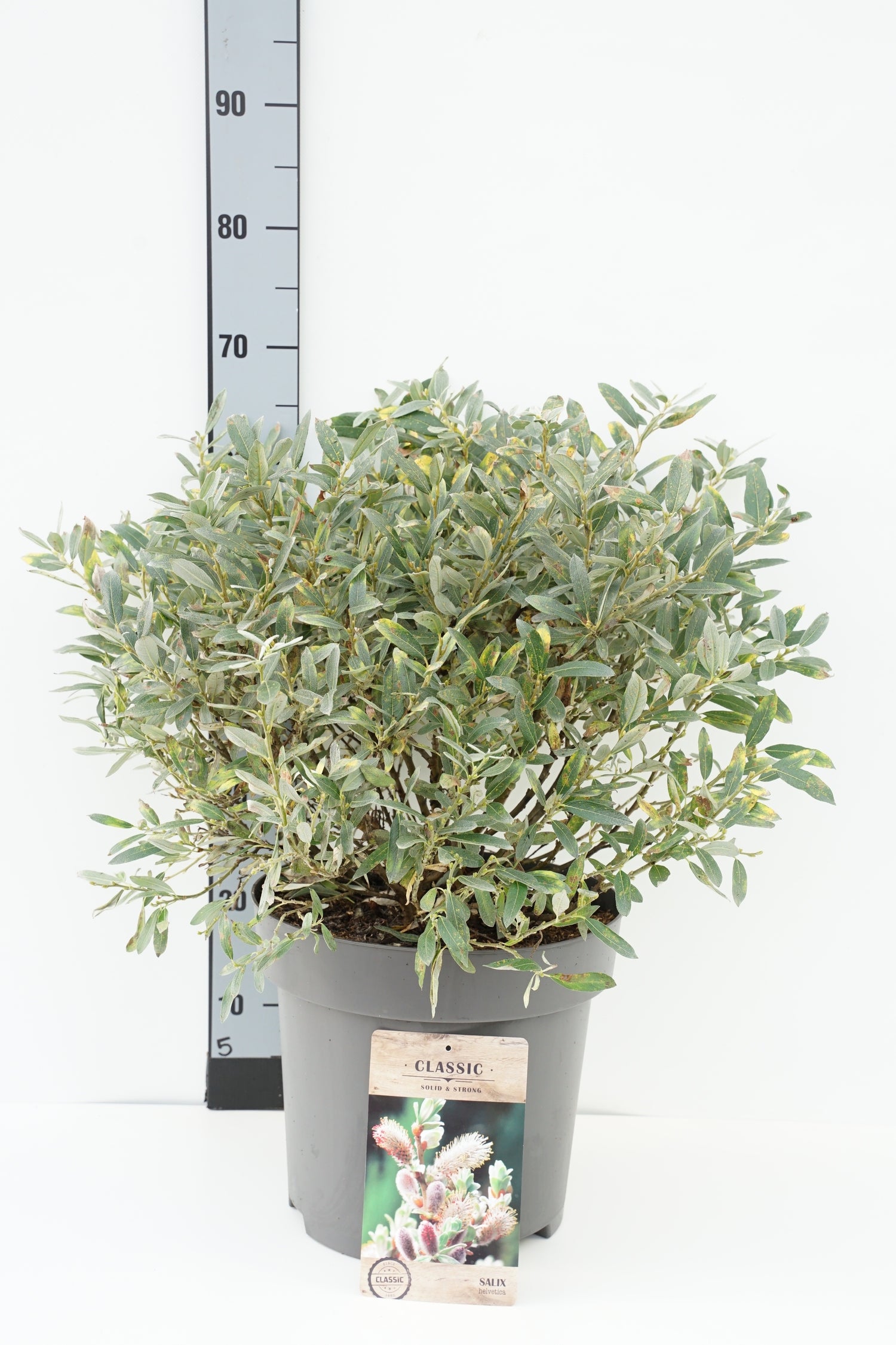 Salix helvetica C12 (12 liters kruka) 40-60 cm