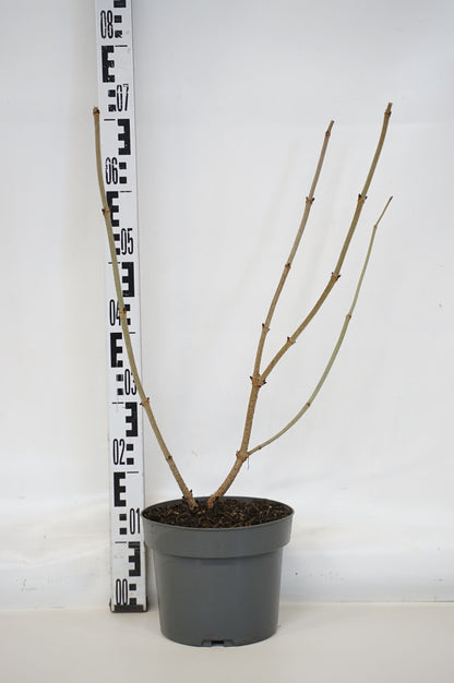 Sambucus nigra &