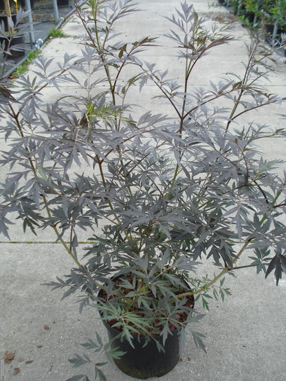 Sambucus nigra &