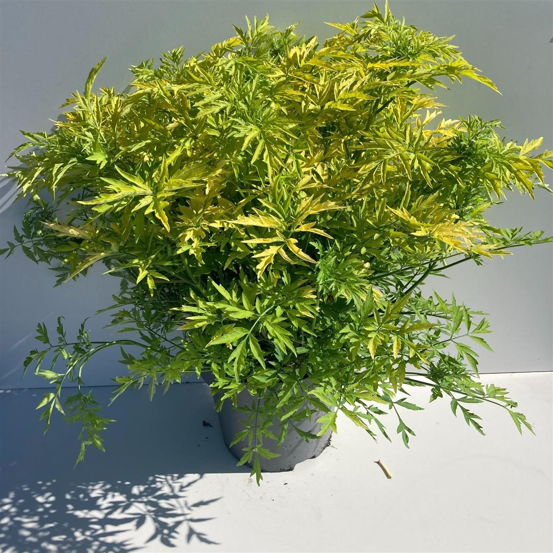 Sambucus nigra &