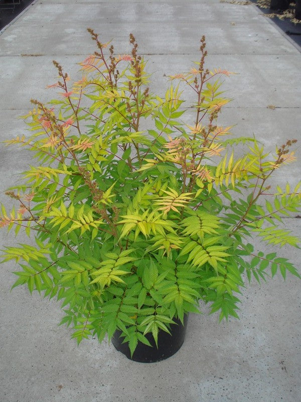 Rönnspirea sorb. &