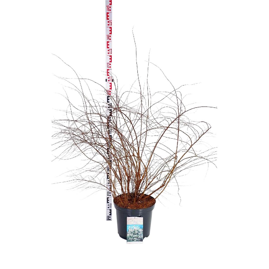 Spiraea cinerea &