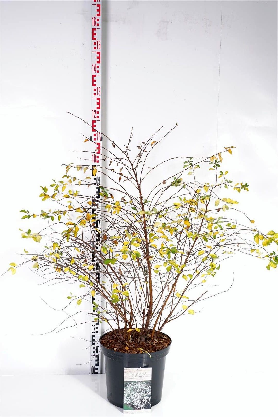 Spiraea vanhouttei - C12 80-100 CM