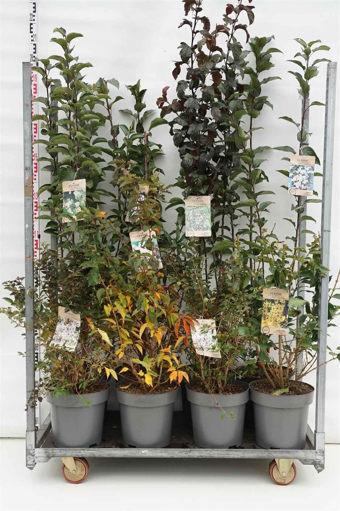 Syren in cultivars - C12 80-100 CM