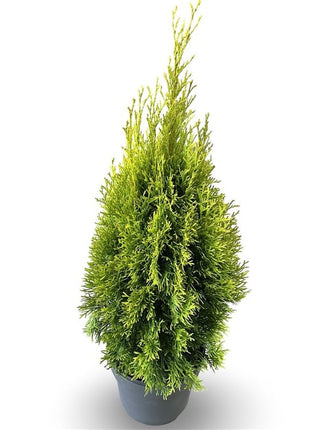 Thuja occ. 'Golden Smaragd'