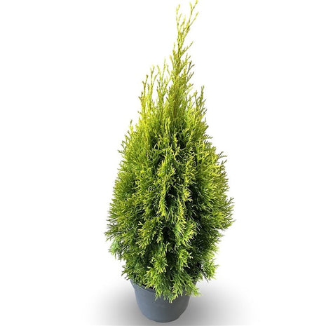 Thuja occ. 'Golden Smaragd'