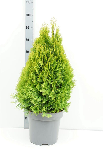 Thuja occidentalis &