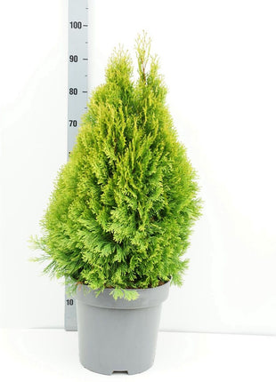 Thuja occ. 'Golden Smaragd'