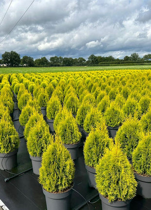 Thuja occ. 'Golden Smaragd'