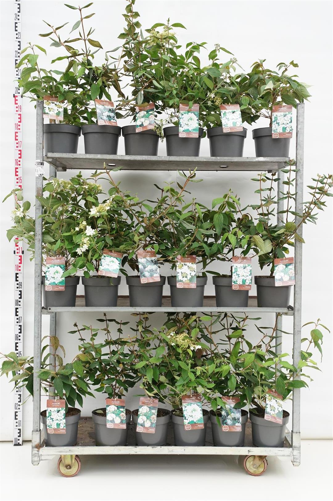 Olvon in cultivars - C4/P21 40-60 CM