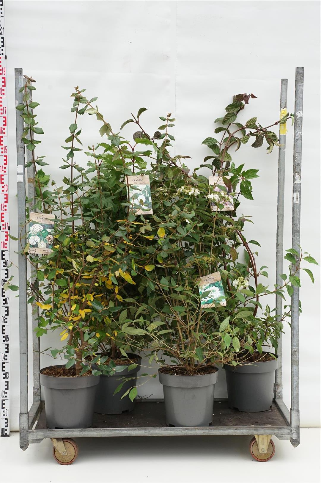 Olvon in cultivars - C12 80-100 CM