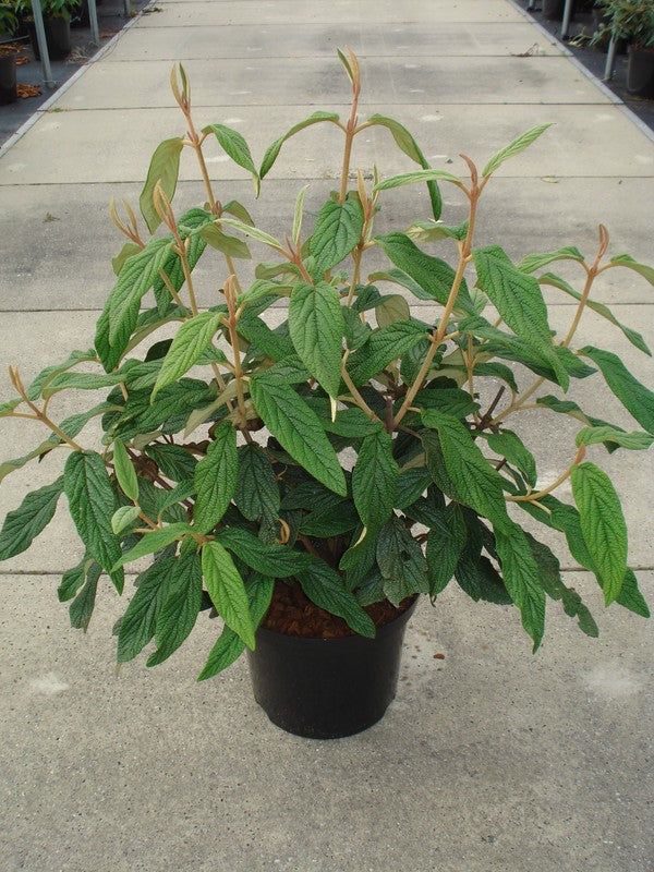 Olvon rhytidophyllum - C12 80-100 CM