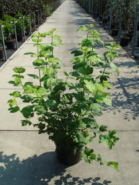 Viburnum opulus 'Roseum'